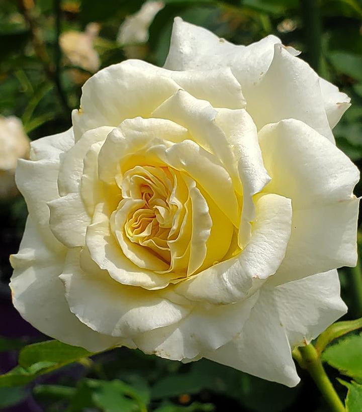 3G Rosa 'The Finest' - Hybrid Tea Rose - 1015263