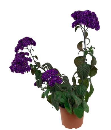 10" Heliotrope Fragrant Delight