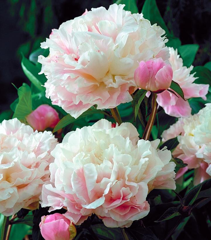 3G Paeonia 'Sarah Bernhardt' Sarah Bernhardy Peony (Peony) 1003961