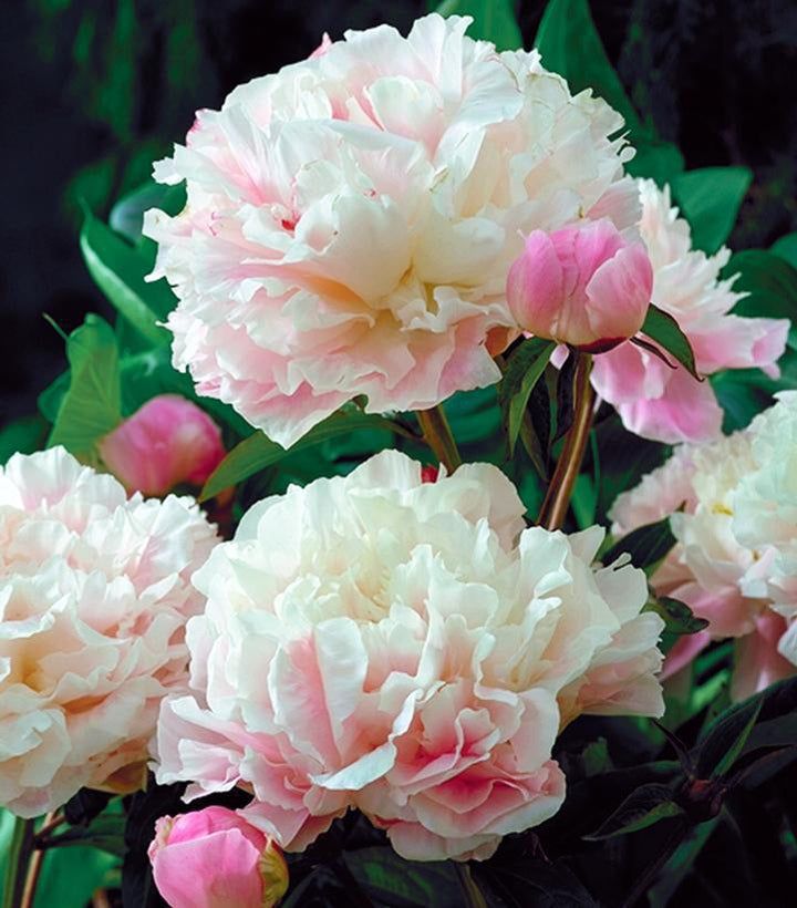 3G Paeonia 'Sarah Bernhardt' Sarah Bernhardy Peony (Peony) 1003961