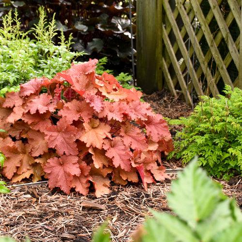 Primo® Peachberry Ice Heuchera