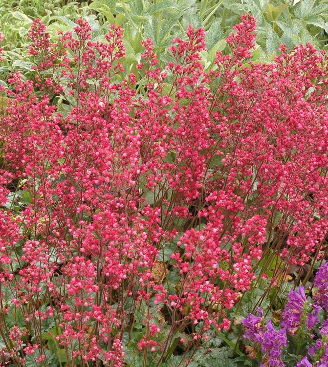 1G Heuchera City 'Paris' - 1026768