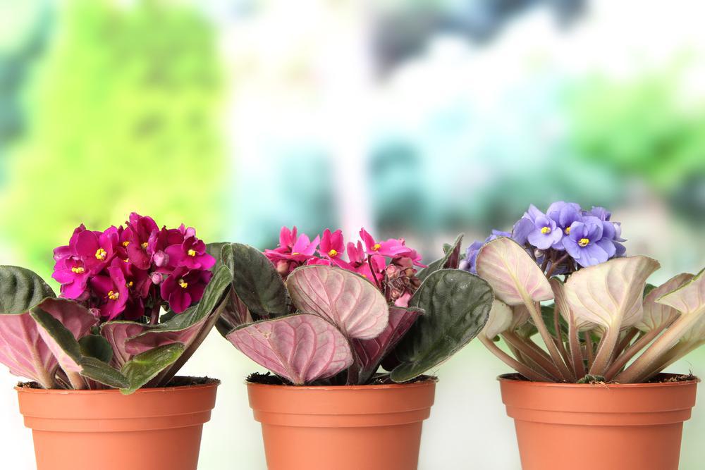 4" African Violets