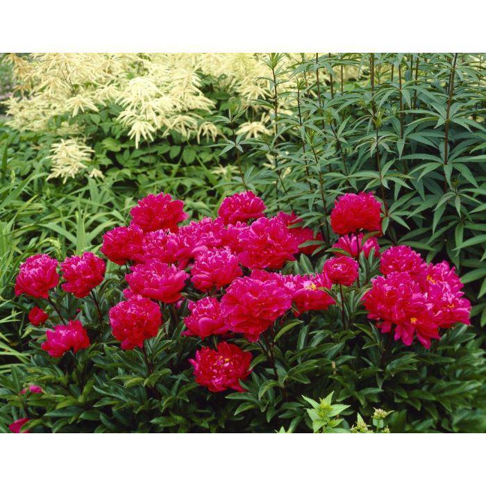 3G Paeonia 'Karl Rosenfield' Karl Rosenfield Double Peony (Double Red) 1004261