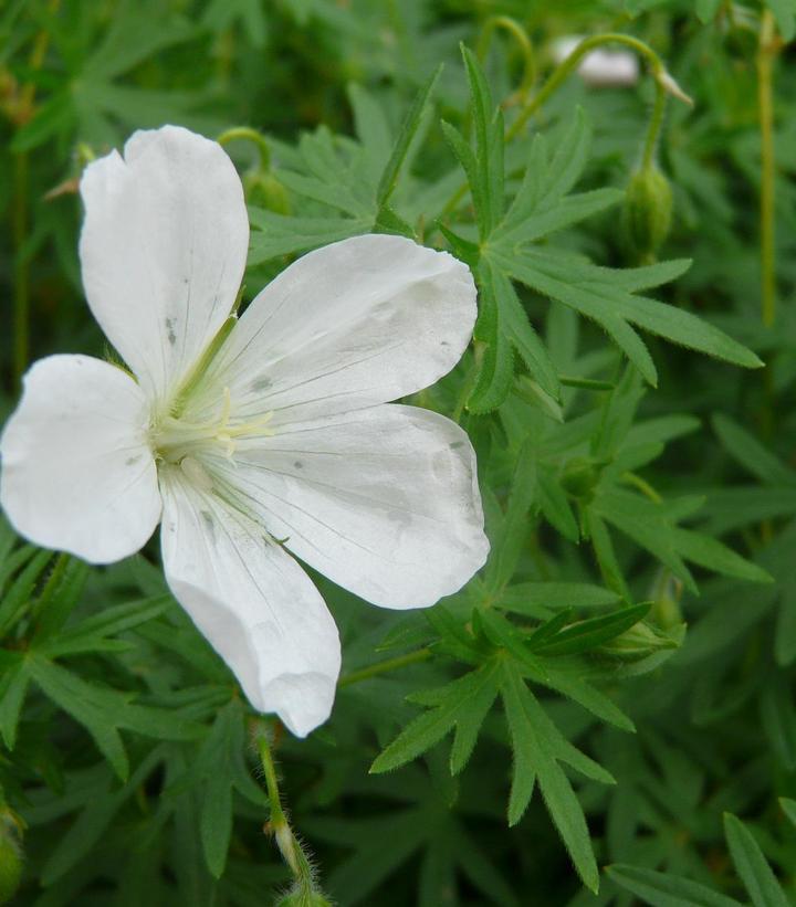 1G Geranium Sanguineum 'Album' - White Cranesbill Geranium - 1000760