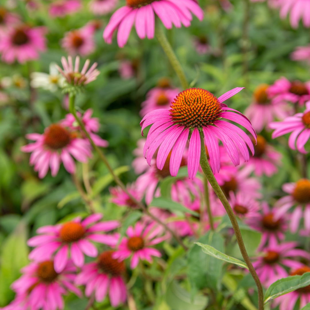 Ruby Star Echinacea