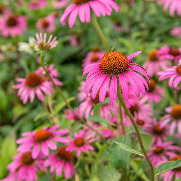 Ruby Star Echinacea