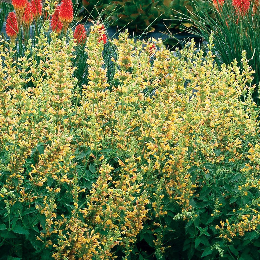 Kudos™ Yellow Hummingbird Mint, Hyssop