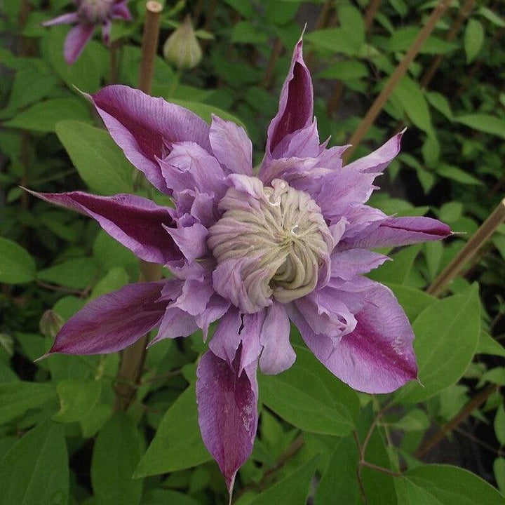 Josephine™ Clematis