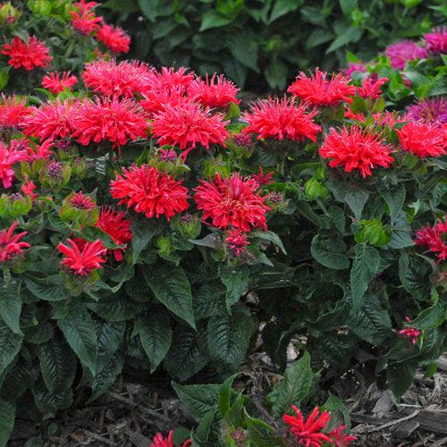 Pardon My Cerise Bee Balm