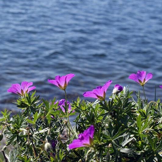 New Hampshire Purple Geranium