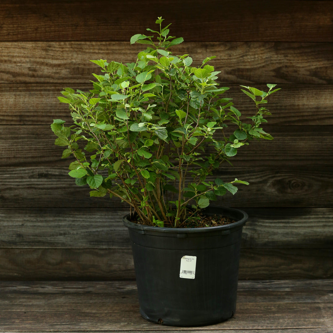 Mount Airy Fothergilla