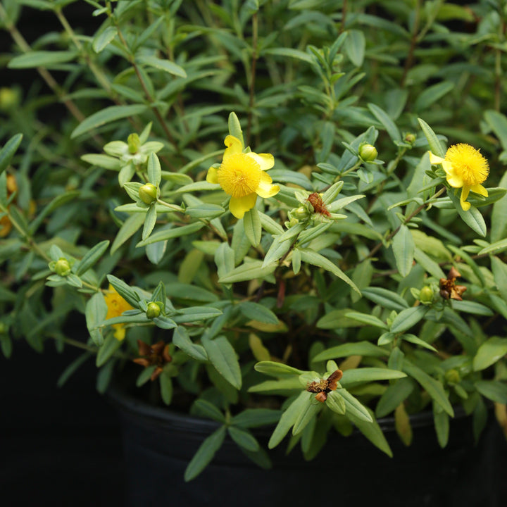 Sunburst St. John's Wort