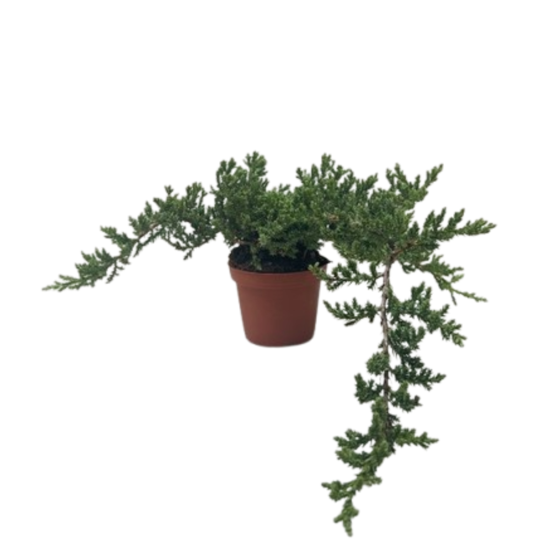 Bonsai Juniper
