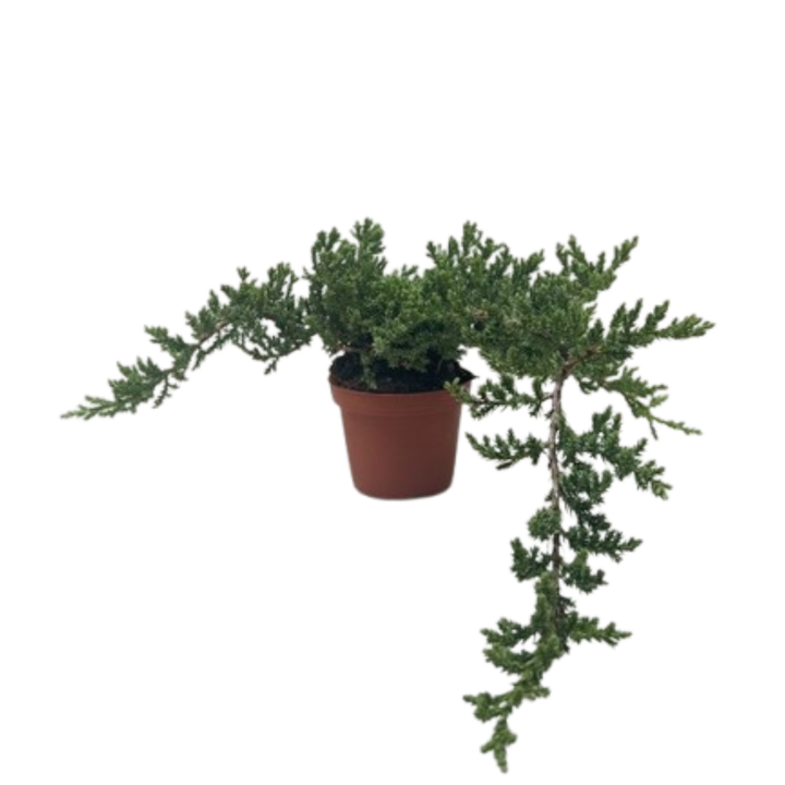 Bonsai Juniper