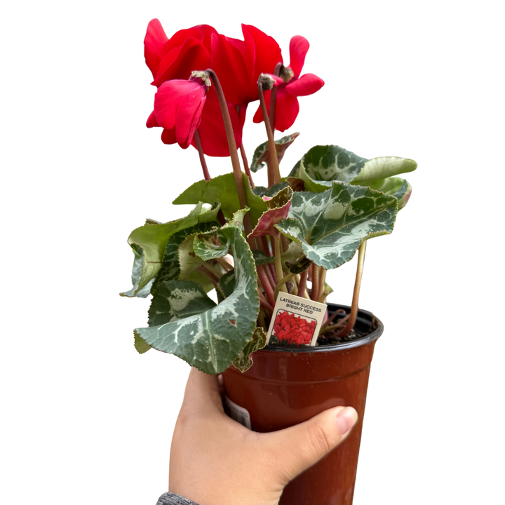 Cyclamen 'Red'
