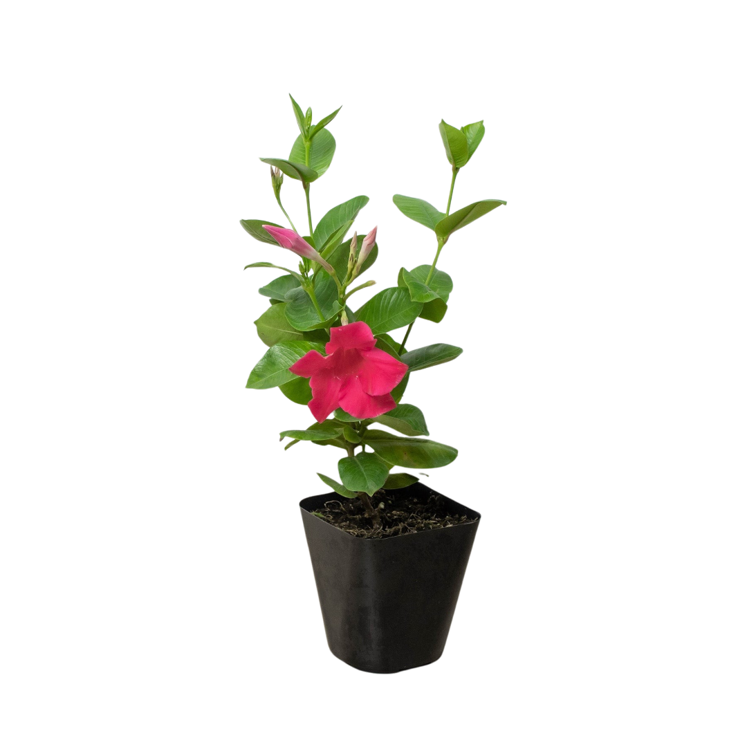 Dipladenia Premier Hot Pink - Thumbnail 2