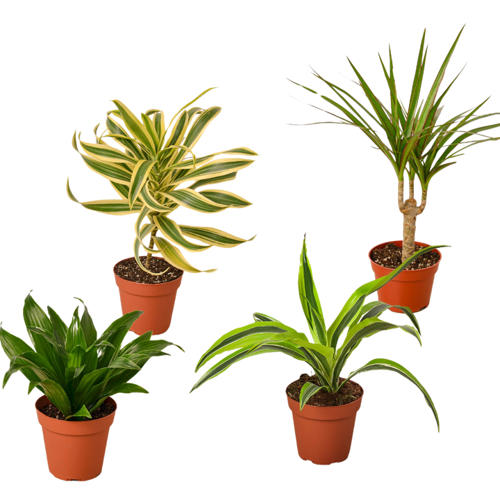 4 Different Dracaenas Variety Pack - Live House Plant - 4" Pot