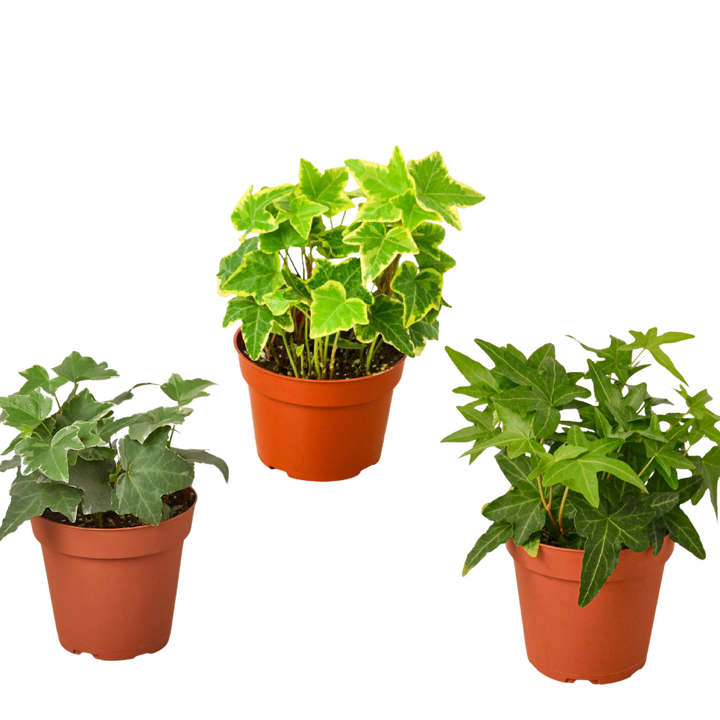 3 Different English Ivy Plants - 4" Pot - Live House Plant
