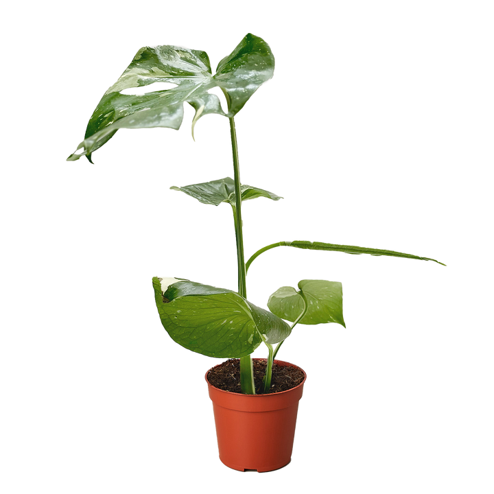 Monstera 'Thai Constellation'