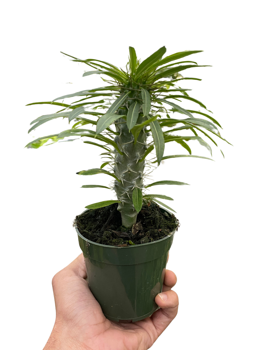 Pachypodium 'lamerei' (Madagascar Palm)