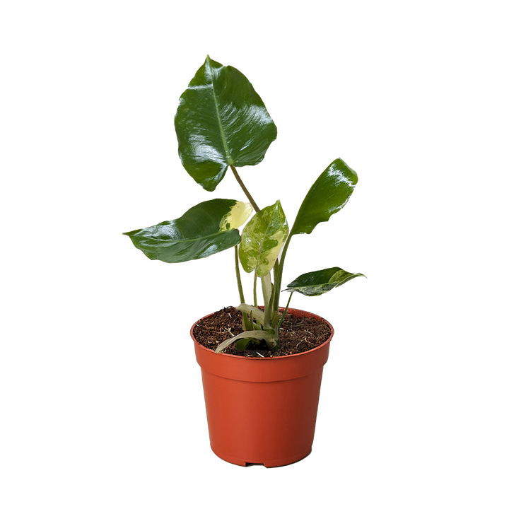 Philodendron Burle Marx Albo