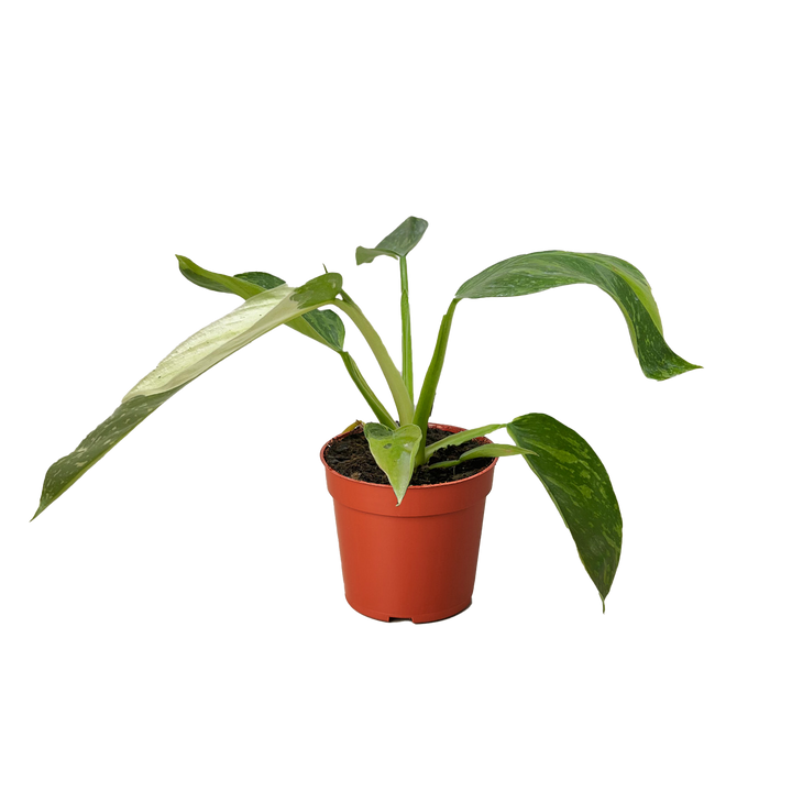 Philodendron Jose Bueno