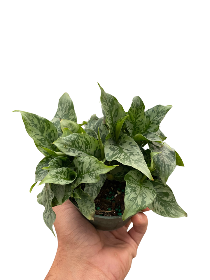 Schismatoglottis 'Thailand'