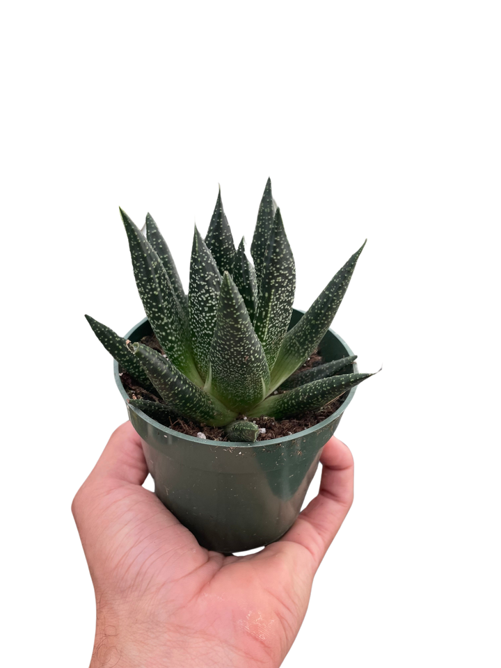 Succulent Gasteria Durban