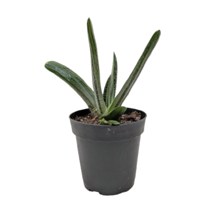 Succulent Gasteria Little Warty