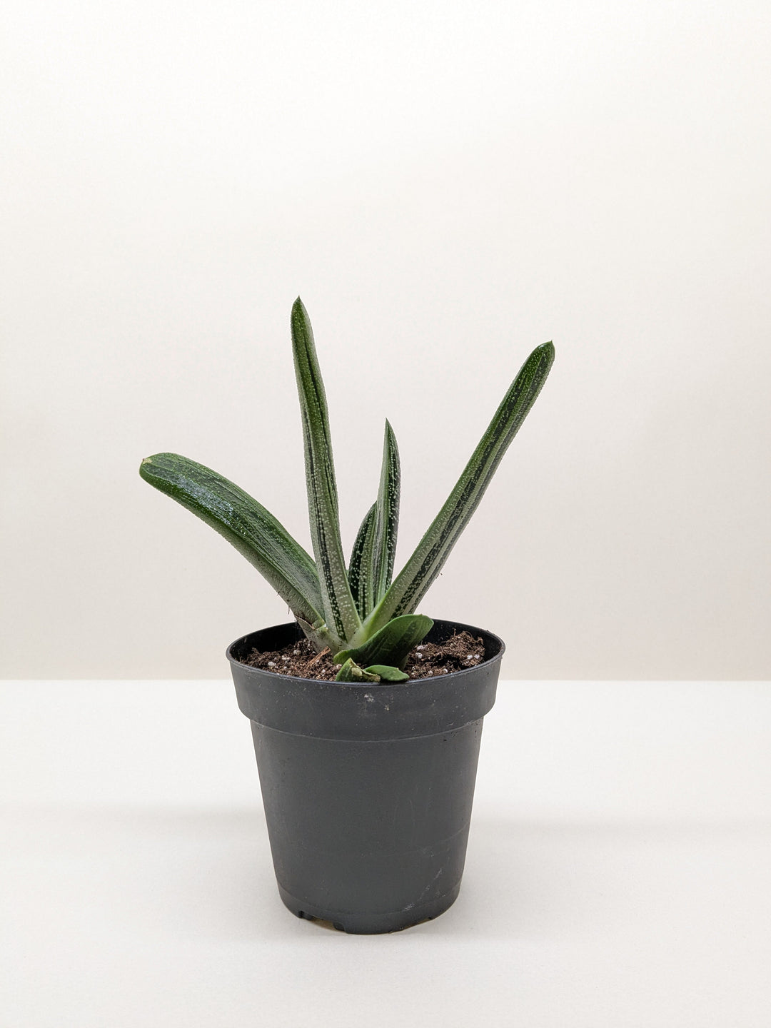 Succulent Gasteria Little Warty