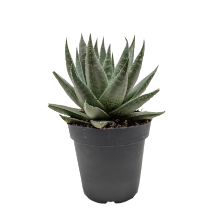 Succulent Haworthia Savanna