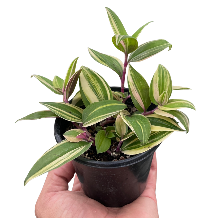 Tradescantia 'Tricolor'