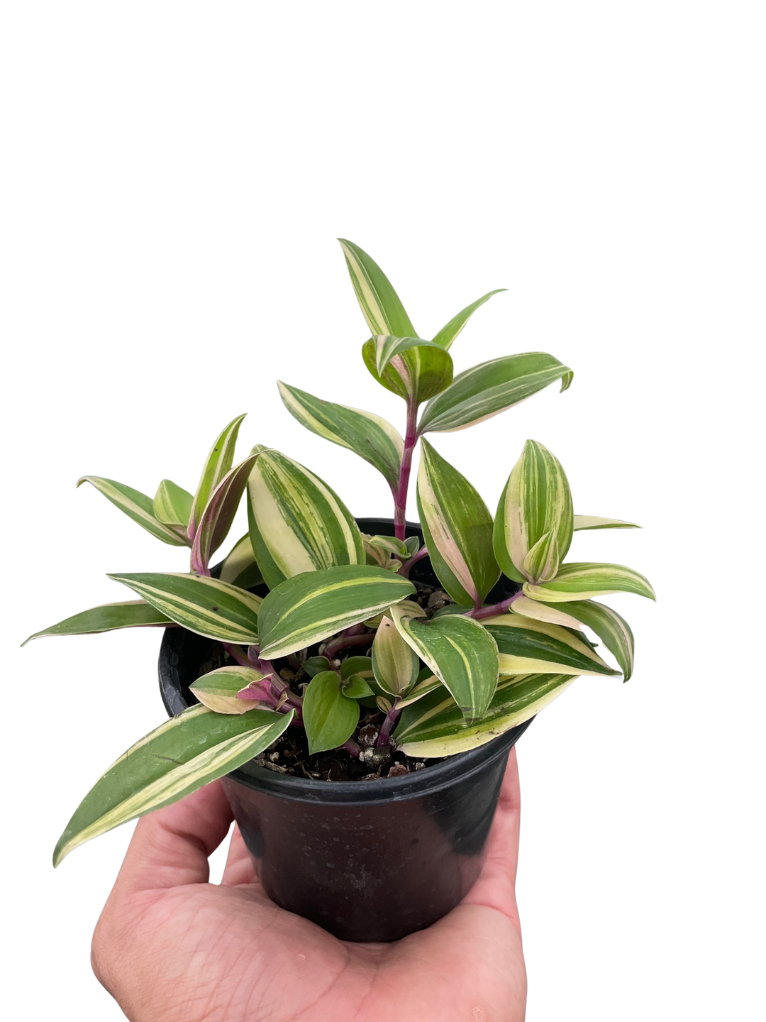Tradescantia 'Tricolor'