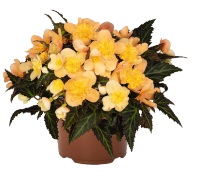 4.5" Terra Hiemalis Begonia - I'Conia Bacio Peach