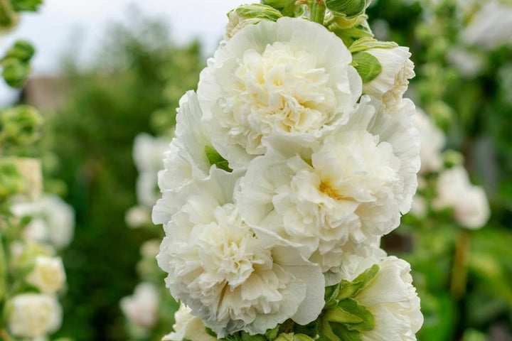 1G Alcea rosea annua Spring Celebrities White White Hollyhock 1005946