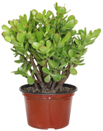 8" Jade Premium - C1183