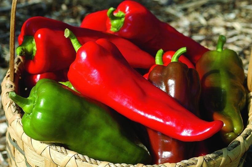 1G Pepper 'Carmen' - Sweet - 1004973