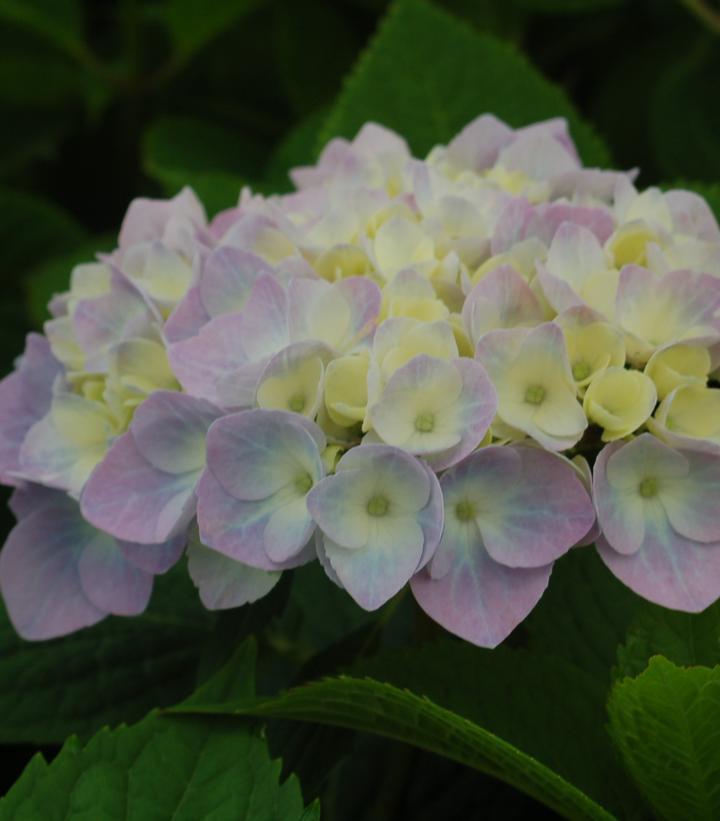 3G Hydrangea mac. 'Nantucket Blue' ('Grenan') Nantucket Blue Hydrangea 1005419 Bigleaf Mophead 1005419