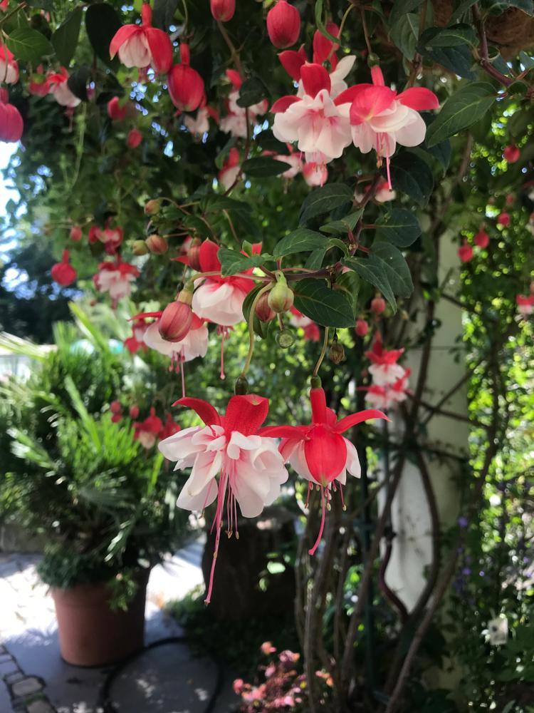 10" HB Fuchsia Hanging Basket - Swingtime