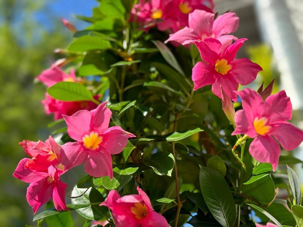 8.5" (21cm) Mandevilla - Medium Leaf Hot Pink - G5332