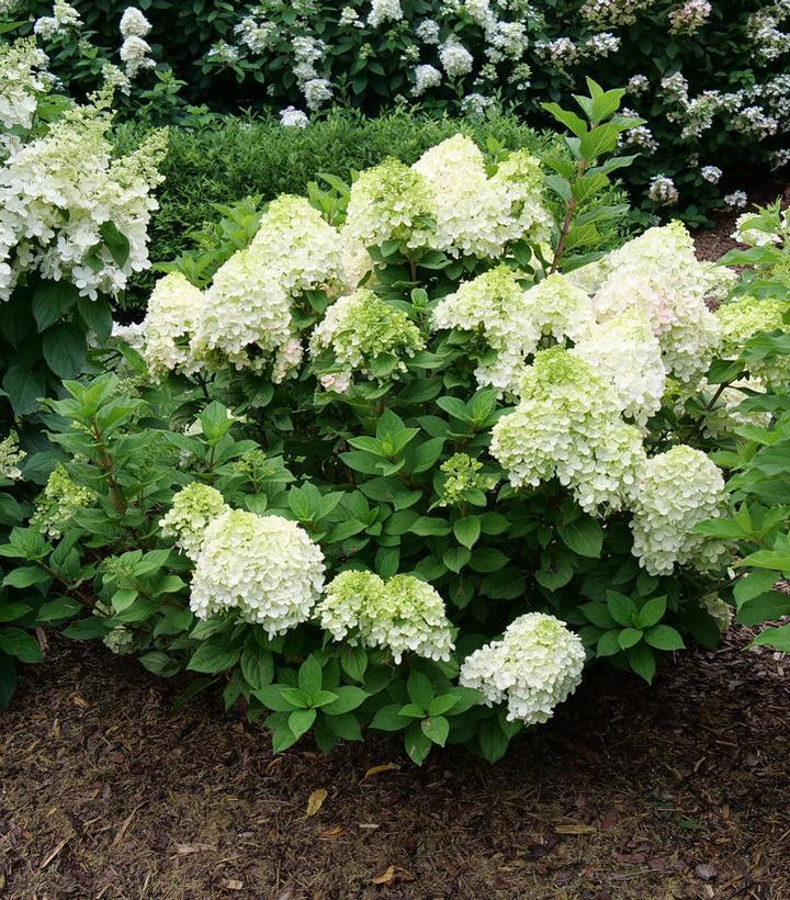 8" Hydrangea pan. 'Little Lime Punch' ('SMNHPH') Little Lime Punch® Panicle Hydrangea: Patent PP33207 1014146