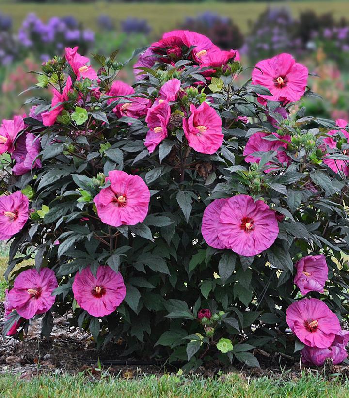 3G Hibiscus x Summerific 'Berry Awesome' - Rose Mallow - 1008654