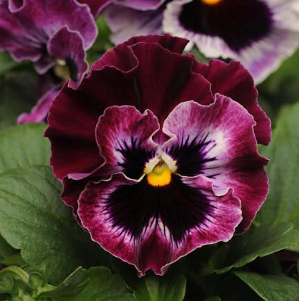 8.5" Pansy in Decorative Color Pot - Frizzle Sizzle Raspberry
