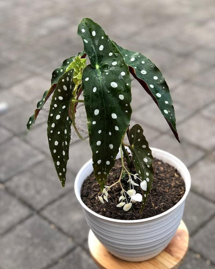 6" Begonia