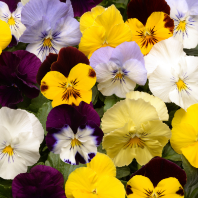 10" HB Pansy Hanging Basket - Cool Wave Mix