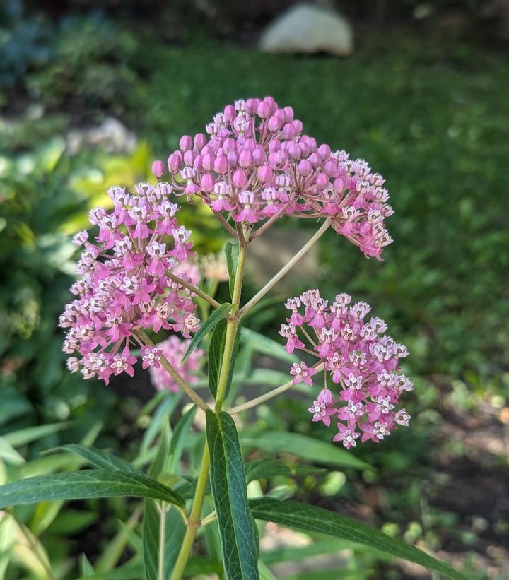 1G Eco Pot Asclepias Incarnata - Swamp Milkweed - 1021840