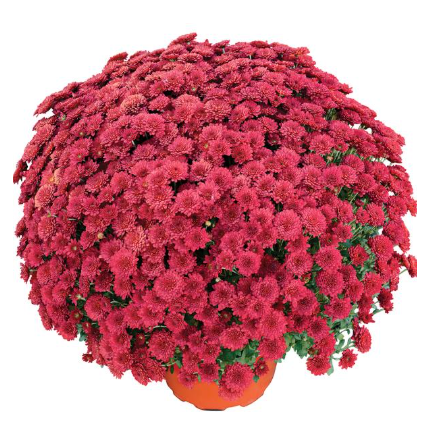 12" TP Mum Patio Pot - Ashley Red