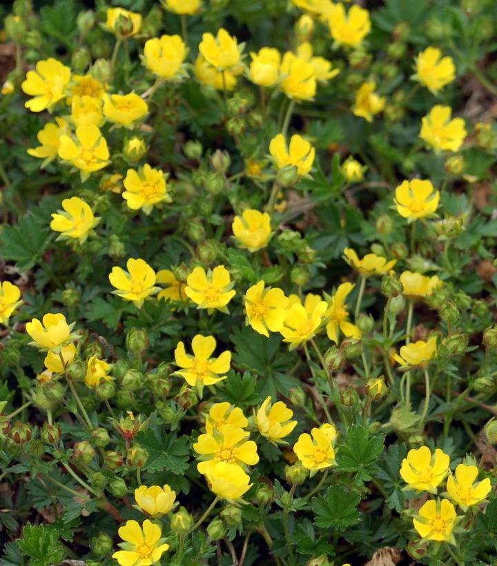 3`` POT POTENTILLA VERNA `NANA`  Spring Cinquefoil 1002656