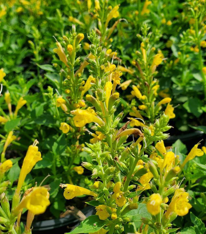 1G Agastache 'Kudos Yellow' (Hummingbird Mint, Hyssops) - 1015281